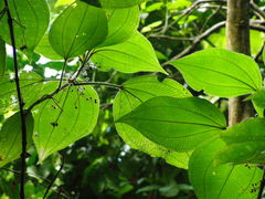 Miconia sciaphila