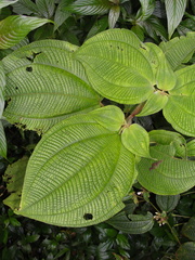 Miconia sciaphila