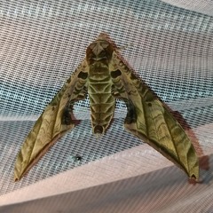 Protambulyx euryalus