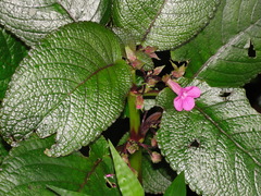 Chrysothemis melittifolia
