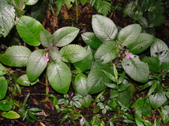 Chrysothemis melittifolia