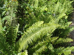 Nephrolepis biserrata