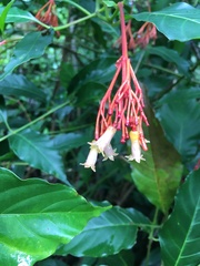 Palicourea crocea