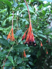 Palicourea crocea