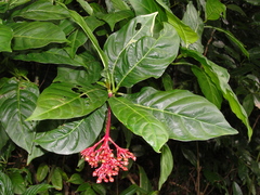 Palicourea crocea