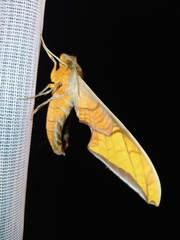 Protambulyx euryalus