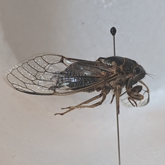 Clidophleps
