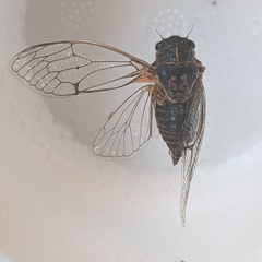 Clidophleps