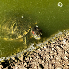 Trachemys scripta elegans