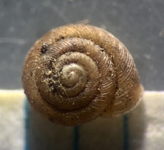 Discostrobilops hubbardi