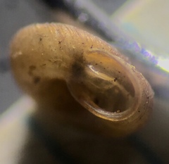 Discostrobilops hubbardi