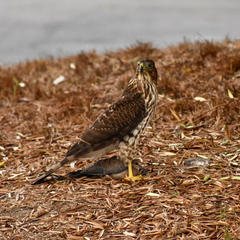 Accipiter cooperii