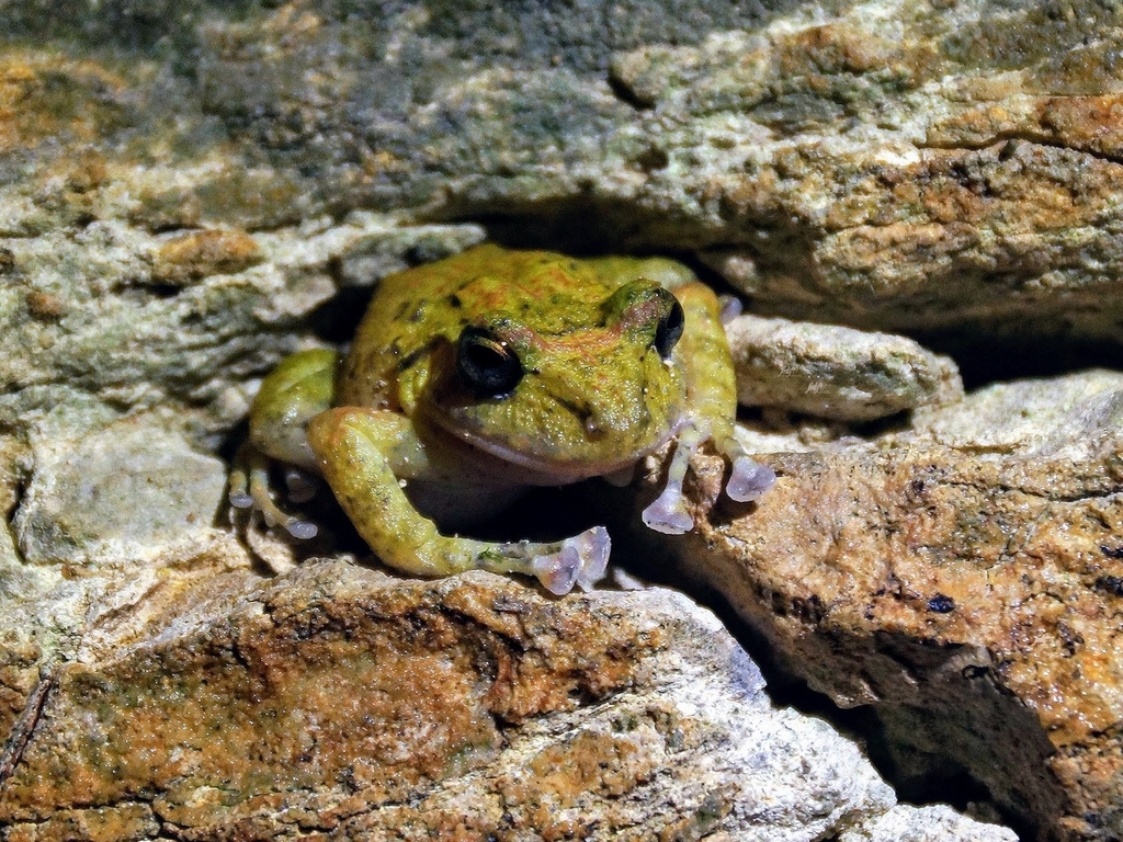 Taylor's Robber Frog