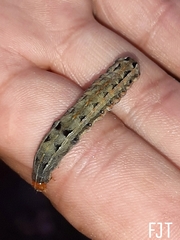 Spodoptera