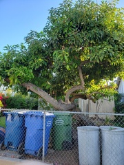Ficus subpisocarpa