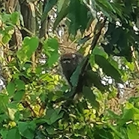 White-eared Titi