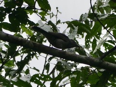 Lipaugus vociferans