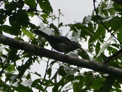 Lipaugus vociferans
