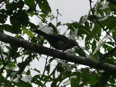 Lipaugus vociferans