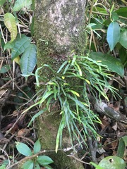 Pleopeltis marginata