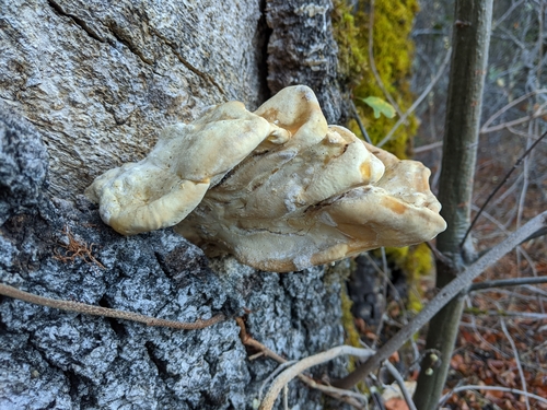 iNaturalist observation photo of Western Hardwood Sulphur Shelf