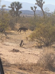 Canis latrans