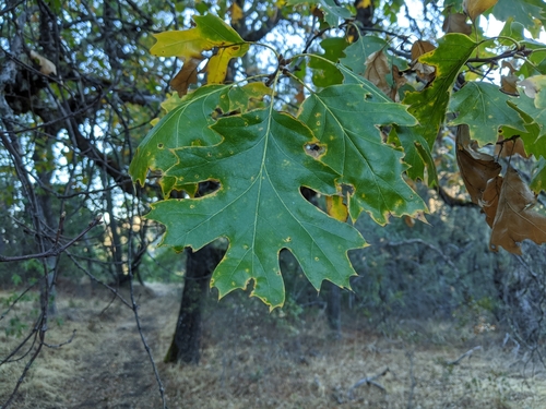 iNaturalist observation photo of California black oak