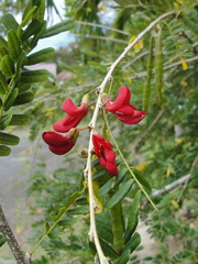 Poitea carinalis
