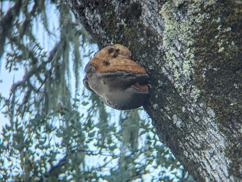 iNaturalist observation photo of Inocutis dryophila