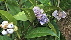 Psychotria urbaniana