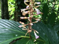 Renealmia pyramidalis