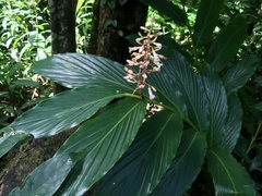 Renealmia pyramidalis