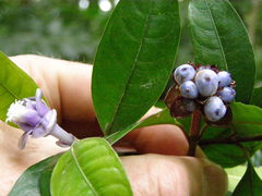 Psychotria urbaniana