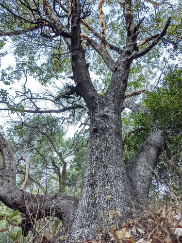 iNaturalist observation photo of Pacific madrone