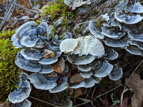 iNaturalist observation photo of turkey-tail