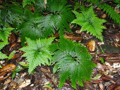 Selaginella flabellata