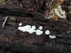 Fungi