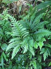 Selaginella flabellata