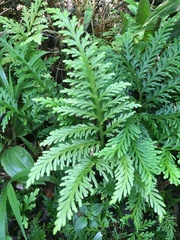 Selaginella flabellata