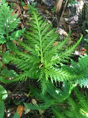 Selaginella flabellata