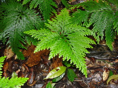 Selaginella flabellata