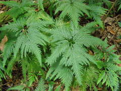 Selaginella flabellata