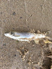 Ptychocheilus oregonensis