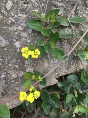 Stigmaphyllon diversifolium