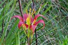 Lilium catesbaei image