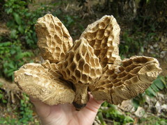 Magnolia dodecapetala