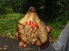 Magnolia dodecapetala