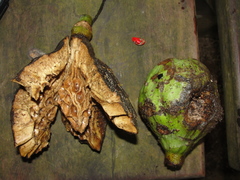 Magnolia dodecapetala