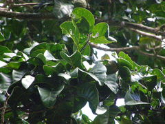 Magnolia dodecapetala