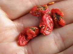 Magnolia dodecapetala